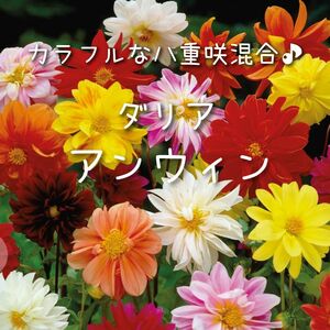 【ダリア(アンウィン)のタネ】80粒 種子 種 切り花にも 花壇 寄せ植え 花