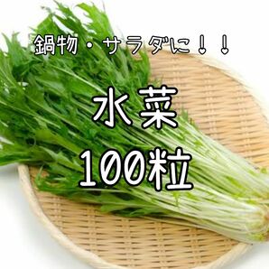 【水菜のタネ】100粒 種子 種 ミズナ みずな 野菜 鍋 サラダ 家庭菜園 京菜