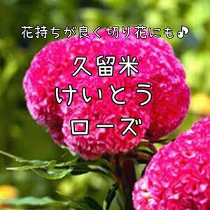 【久留米けいとうローズのタネ】100粒 種子 種 ケイトウ 鶏頭 切り花にも 花