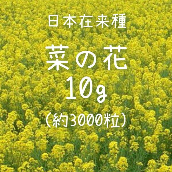 【菜の花のタネ】10g 種子 種 アブラナ 菜種 日本在来種 花 菜花 景観
