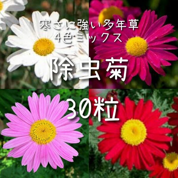 【除虫菊のタネ】30粒 種子 種 ピレスラム 虫除け菊 花 切り花にも