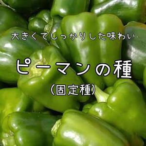 【ピーマンのタネ】15粒 種子 種 固定種 野菜 家庭菜園 カリフォルニアワンダー