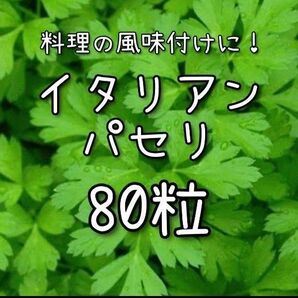 【イタリアンパセリのタネ】80粒 種子 種 ハーブ 家庭菜園