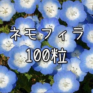 【ネモフィラのタネ】100粒 種子 種 花 花壇 園芸