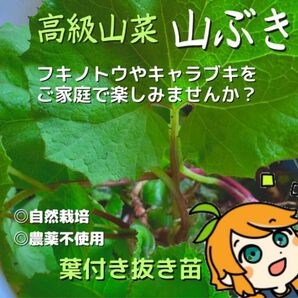 ふきのとう苗　10本入り　植えっぱなし　簡単