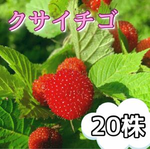 クサイチゴ　抜き苗　20株入り　おいしい野苺