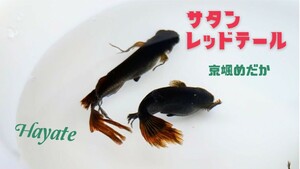 【京颯めだか】サタンレッドテールめだか有精卵30個+α