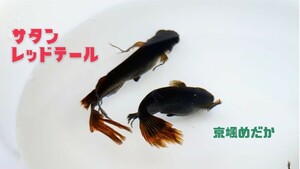 【京颯めだか】サタンレッドテールめだか 有精卵20個+α