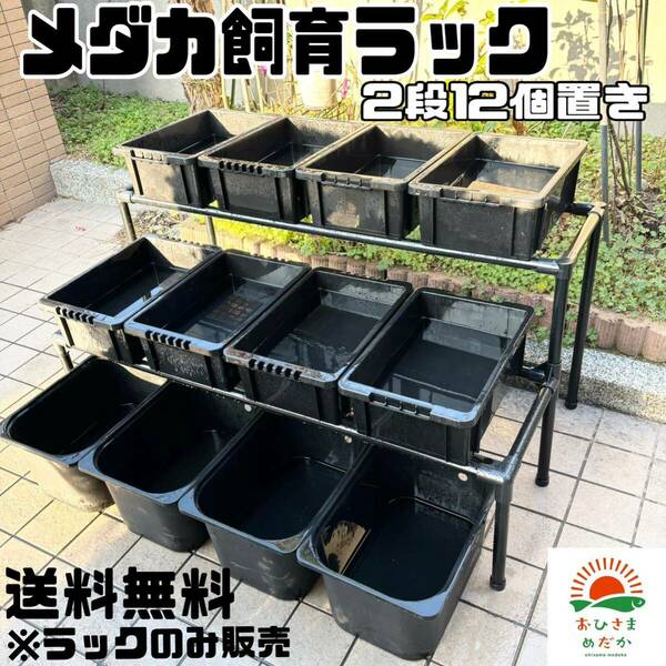 ★メダカ飼育黒ラック　２段12個置き★ めだか飼育棚　容器棚　めだか容器産卵撮影ビオトープゾウリムシPSBミジンコ培養針子にどうぞ