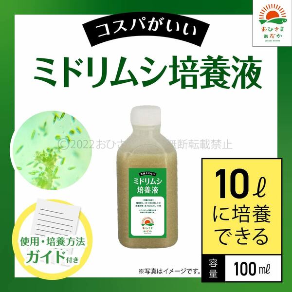 【ミドリムシ培養液　100ml　10L培養分　送料無料】メダカ めだか 金魚 ミジンコ　ゾウリムシ　クロレラ　 針子　PSB ミドリムシ培養に