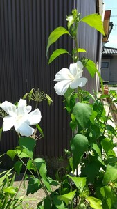 ムクゲ 白花 挿し木苗 三年目