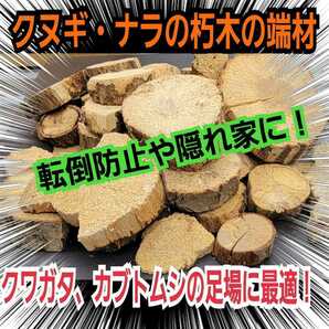 クヌギ・ナラの端材【10~12個】クワガタ・カブトムシの交尾の場所に最適！足場、とまり木、隠れ家、転倒防止、ディスプレイにも抜群です！