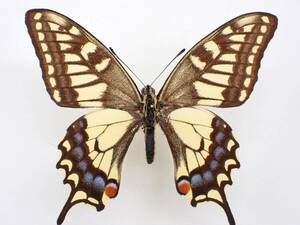 四川省 Mt.Hua-Ei-Shan 産 キアゲハ亜種 P.machaon ssp. no.2