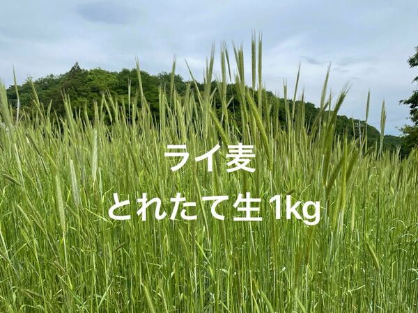 ライ麦　ご注文後刈り取り発送