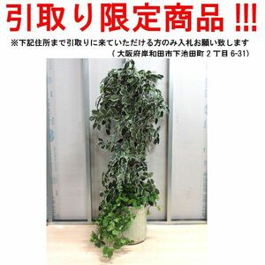 ■dn751■即決◇人工観葉植物 イミテーショングリーン 37584円相当 ※展示品【引取限定】【シンオク】【引取限定】