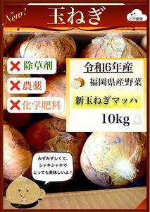 福岡県産　極早生玉ねぎ「マッハ」令和６年産　10kg 