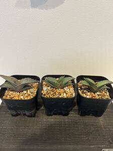  agave o terrorism i real raw seedling 3 stock set chitanota