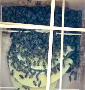 日本ミツバチ　日本蜜蜂　日本みつばち　分蜂　女王蜂入り巣箱　手渡し販売　ハチミツ　強群