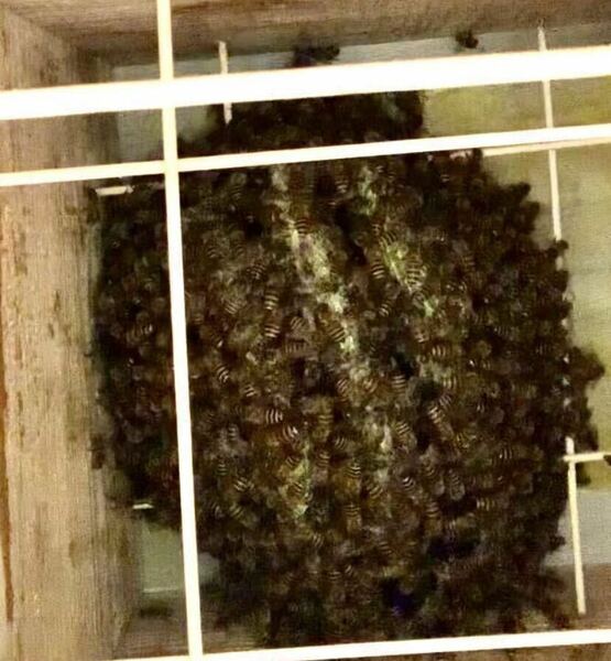 日本ミツバチ　分蜂　巣箱3段　日本蜜蜂　日本みつばち　女王蜂入り巣箱　手渡し販売　昆虫　虫　蜂