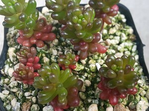 R-40　レッドベリー　抜き苗 多肉植物　#セダム #エケベリア #アガベ