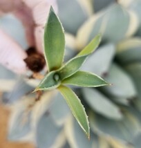 最後！！【確実本物 】Agave parryi var. truncata Orizaba アガベ パリー トランカータ オリザバ 検索チタノタアメリカーナトルンカーター_画像9