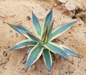 稀少【特選美株】 アガベ バーントバーガンディ錦 Agave Burnt Burgundy Variegata 斑入り 検索 アメリカーナ トランカータ パリー 