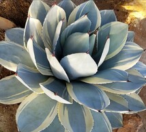 最後！！【確実本物 】Agave parryi var. truncata Orizaba アガベ パリー トランカータ オリザバ 検索チタノタアメリカーナトルンカーター_画像1