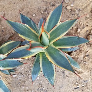 稀少【特選美株】 アガベ バーントバーガンディ錦 Agave Burnt Burgundy Variegata 斑入り 検索 アメリカーナ トランカータ パリー の画像6