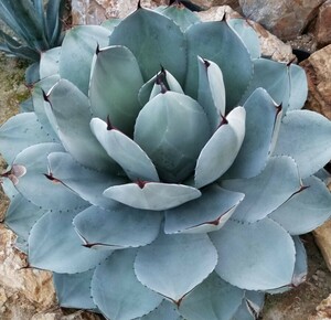 アガベ パリー トランカータ Agave parryi var truncata 検索 チタノタ アメリカーナ 吉祥天 