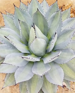 吉祥天錦 アガベ パリー ホーチエンシス錦 斑入り Agave parryi var huachucensis f.variegata 検索 チタノタアメリカーナトランカータ 