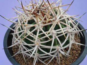 ( cactus * succulent plant ) special selection ferosi all real raw 