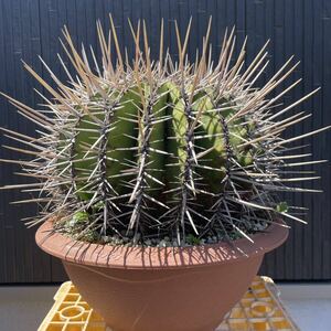  extra-large special selection [ekinofosrokaktas] departure root settled dragon . circle cactus liking . recommendation 