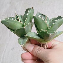 【飛竜園】F-912 特選 アガベ チタノタ柊月 agave titanota holly moon 極上2株_画像5