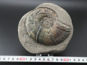 * Hokkaido Anne mo Night O region N river mesopzosia*pasifika fossil no Jules raw ore 1 piece 