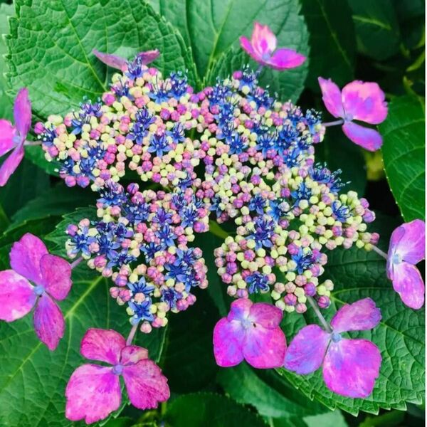 紫陽花 アジサイつぼみがカラフルでとっても綺麗な紫陽花品種名不明カット押木12本朝顔種プレゼント 育てるアジサイの苗