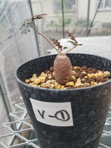 オペルクリカリア　パキプス　V-1　 根ざし　 根差し 　根挿し　実生　塊根植物　観葉植物　パキプス 根挿し　パキプス 実生