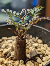 オペルクリカリア　パキプス　BR-5　 根ざし　 根差し 　根挿し　実生　塊根植物　観葉植物　パキプス 根挿し　パキプス 実生_画像1