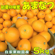 あまなつ 甘夏 ５ｋｇ 送料無料 初夏の味覚を産地直送_画像1