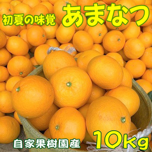 あまなつ 甘夏 １０ｋｇ 送料無料 初夏の味覚を産地直送