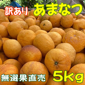 あまなつ 甘夏 ５ｋｇ（訳あり） 送料無料 初夏の味覚を産地直送