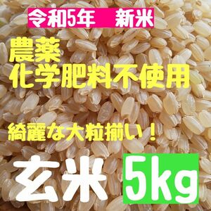 安全性◎【大粒】無農薬 化学肥料不使用 除草剤不使用 ヒノヒカリ 玄米