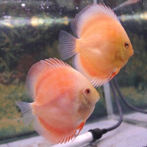 アルビノレッドゴールデンダイヤモンド　２匹セット　６月２日までのお届け限定　ディスカス(熱帯魚)