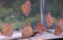 ヘッケルロイヤルブルー　１０匹セット　５月５日までのお届け限定　ディスカス(熱帯魚)_画像4