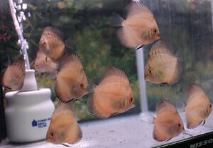 a ruby no red Golden diamond | super ...10 pcs set 5 month 5 until the day. delivery limitation discus ( tropical fish )
