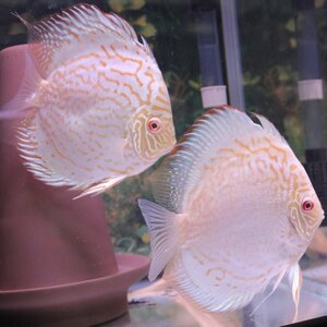 a ruby no platinum cobalt pair 6 month 2 until the day. delivery limitation discus ( tropical fish )