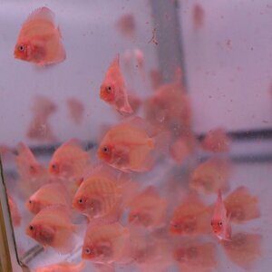 a ruby no red Golden diamond |a ruby no rough resia red 10 pcs set 5 month 12 until the day. delivery limitation discus ( tropical fish )