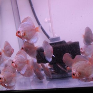  Ocean green 6 pcs set 5 month 26 until the day. delivery limitation discus ( tropical fish )