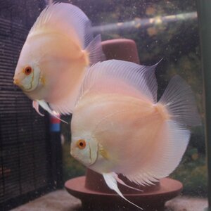  finest quality ruby in platinum pair 6 month 9 until the day. delivery limitation discus ( tropical fish )