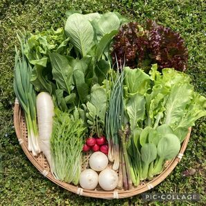 新鮮！旬の野菜セット(春) Sサイズ 栽培期間中農薬・化学肥料不使用
