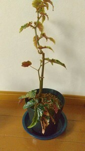  斑入り 株立ち ベゴニア ジニー 銀河　　観葉 植物　木立ち　Begonia Ginny Galaxy　 ギャラクシー　変異　大株